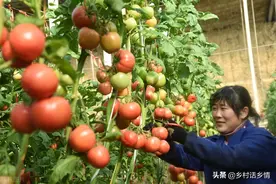 西红柿刚坐果就死棵？注意三方面做好两点，枝叶浓绿结果多图片