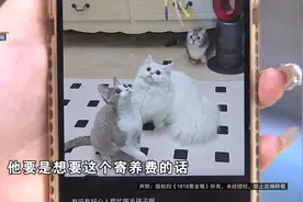 她找朋友寄养三只猫，之后发生的事情，可以用“离奇”来形容图片