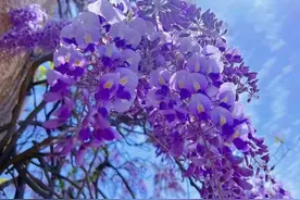 峄山赏花季｜紫藤花开成瀑，打卡峄山感受紫色浪漫图片