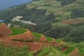 朱有勇院士水稻上山，亩产788公斤，是从一块0.52亩地，实验所得图片