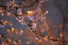 月夜下的樱花，粉了！图片