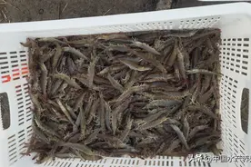 十养九亏！雨水少病害多，这个对虾主产区养殖成功率创新低图片