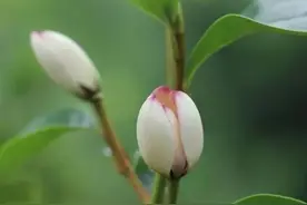 世界上最坚硬的树木是什么，有多硬，生长在哪里？图片
