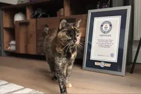 世界记录：最长寿的猫，相当于120岁人类图片