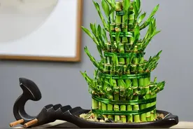适合室内养的“6种竹”，秀气长存“节节高”，越来越顺图片
