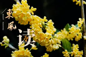 【夜读 · 我们的新时代】梦回桂花树下图片