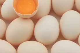 一枚鸡蛋的生成过程？图片