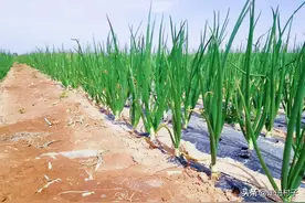 洋葱怎么种植你知道吗？了解洋葱，4个种植步骤，赶紧收藏图片