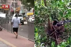 贵州大鸟疯狂攻击路人致2人受伤，为何不能驱赶？罪魁祸首是人类图片