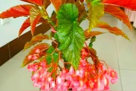 竹节海棠花开败之后，这样神处理，才能快速二次开花图片