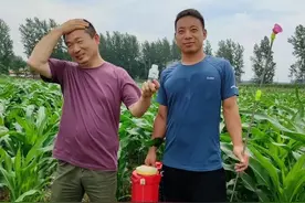 可以铲除灌木的除草剂，也可用于小麦和玉米田除草，你会用吗？图片