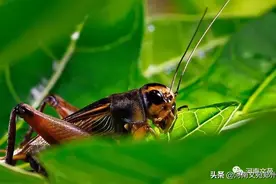 记忆中的蛐蛐 ||朱振华图片