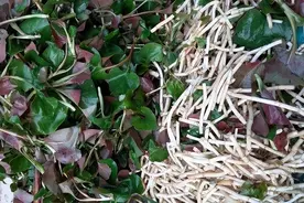 为啥说鱼腥草是“害人草”？吃鱼腥草，到底是好还是坏？图片