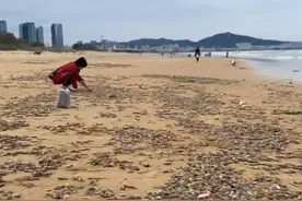海鲜自由！烟台女子路过海滩发现遍地是虾，开开心心捡了30斤回家图片
