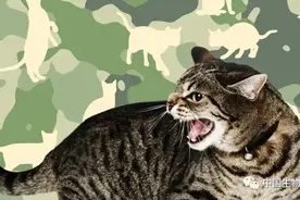 你的猫到底有多“疯”？科学家开发了一套猫用精神病程度量表图片