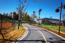 我变成了一只小鸟图片