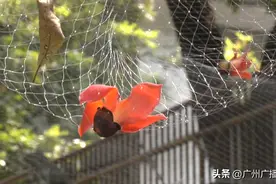 广州一高校架网收集木棉花，煲汤用吗？真相来了图片