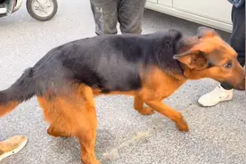河南：940块，被踩着绳子的牧羊犬，在主人的欢笑中上了狗肉车图片
