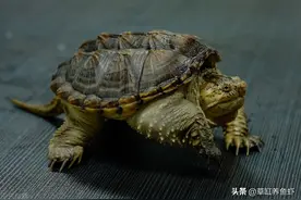 怎样才能将鳄龟养得很大？这4个细节要注意，别想当然图片