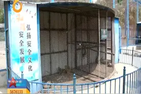 （视频）森林公园“添丁”猕猴宝宝“满月”图片