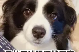 智商第一的边牧犬，为何养了这辈子再也不想养了？图片