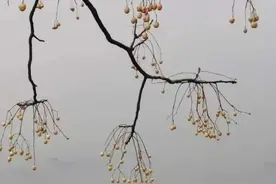《心经》：什么叫做“观自在”？图片