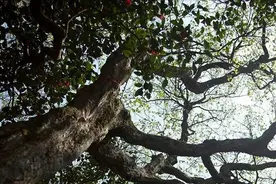 普陀鹅耳枥：被誉为地球独子，生长在浙江，据测量已存在250年 ！图片