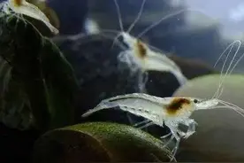 味道鲜美的野生小河虾，如今价格贵到吃不起图片