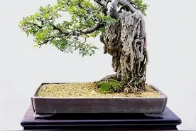漂亮的附石盆景，一定要做上一盆图片