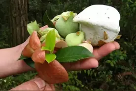 清明节假期，湖南农村山上这7种野味零食不要错过，70后的回忆图片