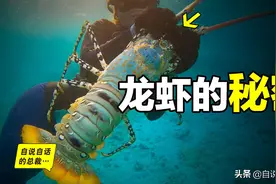 龙虾：从小龙虾到大花龙，我们吃的到底是什么生物？图片