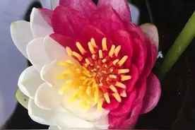 50种奇花异草图片