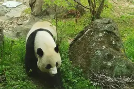 中国大熊猫保护研究中心：旅美大熊猫“美香”“添添”“小奇迹”健康状况总体良好图片
