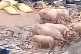 养猪户的猪舍被拆除 疑用改装枪射伤3名执法人员 遭悬赏通缉4天后投案自首图片