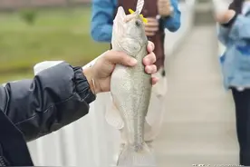 新春打卡蔚然花海“未央湖” 体验年年有鱼的乐趣图片