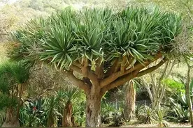龙血树，植物界的老寿星，家里一定要养上一盆图片