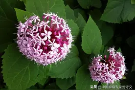 每日一味抗癌中药——臭牡丹，活血消肿解毒，常用于肺癌、肝癌图片