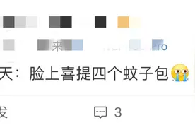 痒！痒！痒！成都夏日蚊子图鉴图片