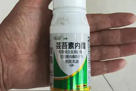 “芸苔素”一种植物生长调节剂，什么情况下用？间隔多久喷一次？图片
