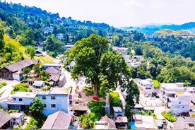 #云游风物之旅#千年金丝楠木王，盛美了贵州小山村图片