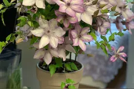 6种耐阴的铁线莲，光照不多也能开花，花色美、花期长，值得拥有图片