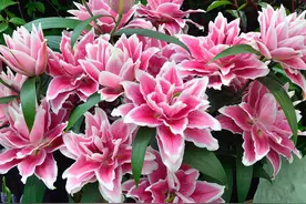 9种“香水花”，又美又高贵，春天种一盆，满院飘香气图片