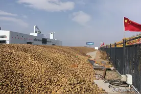 马铃薯淀粉薯光乍现，价格或将持续上涨图片