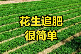 种植花生，想要长得又多又大，一定要追肥，追几次，追什么肥？图片