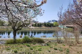 春和景明，万物勃发，一起感受春之盛景图片