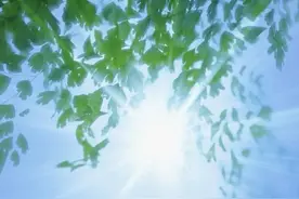 绿叶壁纸：抬头望空的一片绿图片