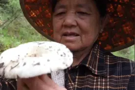 专属云南人的快乐！亲自上山采菌儿图片