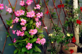 小盆“贱养”才能长大开花的4种植物，你家里有吗？图片