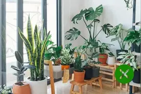 家中绿植摆放有讲究！别再把这种植物往家里放啦！图片