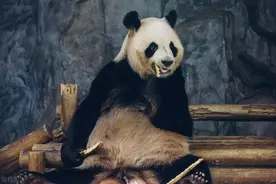 熊猫不是猫，他有一个霸气的名字“食铁兽”上古时期蚩尤的坐骑！图片
